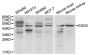 Anti-EDN3 antibody (17-187) (STJ26165)
