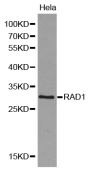 Anti-RAD1 antibody (1-282) (STJ26167)