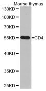 Anti-CD4 antibody (26-317) (STJ26171)