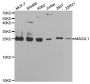Anti-MAD2L1 antibody (1-205) (STJ26174)
