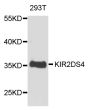 Anti-KIR2DS4 antibody (22-245) (STJ26179)