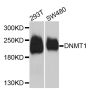 Anti-DNMT1 antibody (760-1109) (STJ27448)