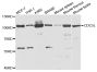 Anti-CDC5L antibody (563-802) (STJ27506)