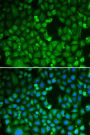 Anti-CDC5L antibody (563-802) (STJ27506)