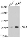 Anti-BCL2 antibody (1-100) (STJ27524)