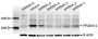 Anti-PRDM14 antibody (1-260) (STJ27532)