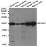 Anti-ITGA2B antibody (693-993) (STJ27647)