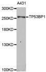 Anti-TP53BP1 antibody (895-1031) (STJ28324)