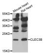 Anti-CLEC3B antibody (22-202) (STJ28501)