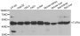 Anti-TUFM antibody (186-455) (STJ28506)