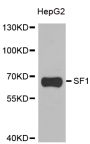 Anti-SF1 antibody (1-280) (STJ28507)