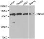 Anti-RNF40 antibody (1-300) (STJ28526)