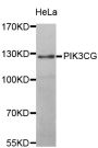 Anti-PIK3CG antibody (130-342) (STJ28771)
