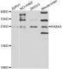 Anti-RAB4A antibody (50-150) (STJ28795)