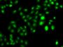 Anti-CBFA2T2 antibody (325-604) (STJ29113)