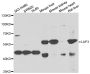 Anti-LAP3 antibody (260-519) (STJ29181)