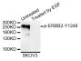 Anti-Phospho-ERBB2-Y1248 antibody (STJ29347)