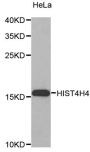 Anti-Histone H4 antibody (1-100) (STJ29382)