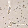 Anti-Histone H4 antibody (1-100) (STJ29382)