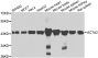 Anti-ACTA2 antibody (1-100) (STJ29391)