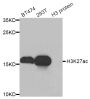 Anti-Acetyl-Histone H3-K27 antibody (19-37) (STJ29395)