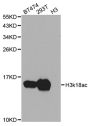 Anti-Acetyl-Histone H3-K18 antibody (STJ29399)