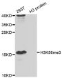 Anti-Tri-Methyl-Histone H3-K56 antibody (STJ29403)