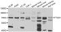 Anti-PTGS1 antibody (1-180) (STJ29480)