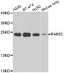 Anti-RAB5C antibody (1-216) (STJ29481)