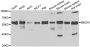 Anti-BECN1 antibody (1-450) (STJ29492)