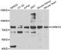 Anti-CARD10 antibody (863-1032) (STJ29506)