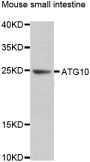 Anti-ATG10 antibody (204-220) (STJ29527)