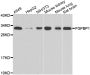 Anti-FGFBP1 antibody (24-234) (STJ29594)