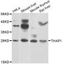 Anti-THAP1 antibody (1-213) (STJ29608)