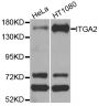 Anti-ITGA2 antibody (30-162) (STJ29766)
