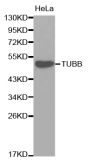 Anti-TUBB antibody (40-260) (STJ29805)