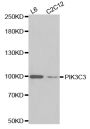 Anti-PIK3C3 antibody (1-300) (STJ29828)