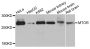 Anti-mTOR antibody (1-300) (STJ29884)