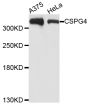 Anti-CSPG4 antibody (1340-1563) (STJ29905)