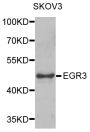 Anti-EGR3 antibody (1-250) (STJ29982)