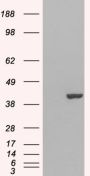 Anti-GRAP2/GRID/Grf40 antibody (C-Term) (STJ70041)