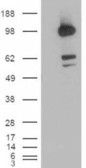 Anti-CDCP1-Isoform 1 antibody (C-Term) (STJ70098)
