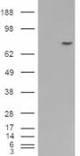 Anti-Silver homologue/Pmel 17 antibody (C-Term) (STJ70950)