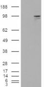 Anti-Neuroligin 3 antibody (Internal) (STJ71395)