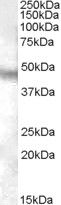 Anti-NPFFR1 antibody (Internal) (STJ71485)