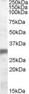 Anti-EGLN3 antibody (Internal) (STJ71611)
