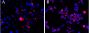 Anti-CEP290 antibody (Internal) (STJ71812)