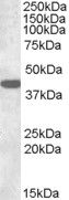 Anti-Connexin 43/GJA1 antibody (Internal) (STJ71895)