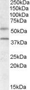Anti-GPR81/FKSG80 antibody (Internal) (STJ71944)