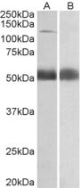 Anti-COPA antibody (Internal) (STJ72424)